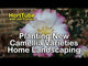 Kanjiro Camellia (Sasanqua)