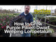 Purple Pixie Dwarf Weeping Loropetalum