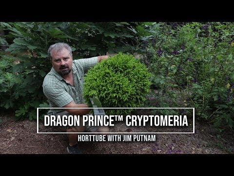 how to plant and care for Dragon Prince Cryptomeria with Jim Putnam