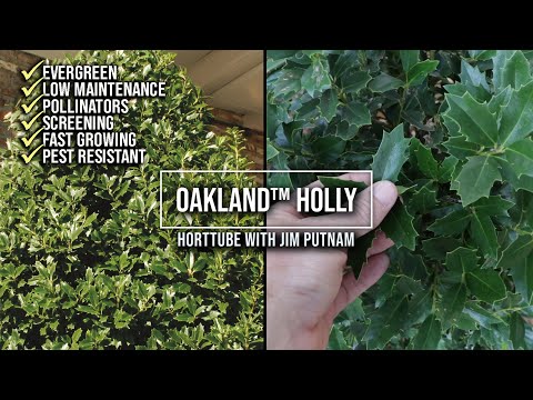 Oakland Holly Tree