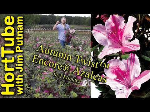 Autumn Twist Encore Azalea