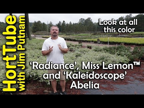 Miss Lemon™, ‘Radiance’, and ‘Kaleidoscope’ Abelia - In this video I cover three variegated Abelias from the Southern Living Plant Collection. All three offer flowers and foliage color year round in the garden. These are pest, deer resistant and only reach 3 feet in height. Great evergreen summer flowering shrubs for pollinators.