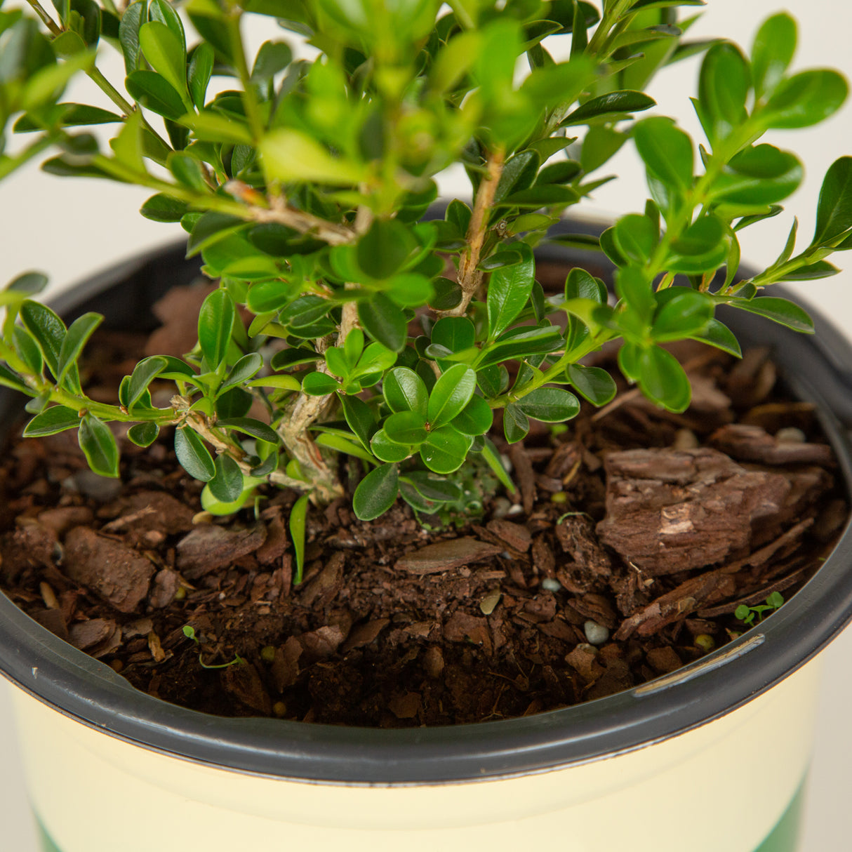Renaissance Boxwood foliage closeup showing small, bright green leaves, woody stems emerging from soil in a nursery pot