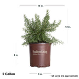 Southern Living 2gallon Rosemary plant for sale online