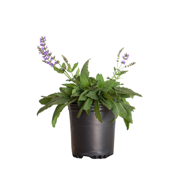 1 Gallon May Night Salvia for sale with purple flowers and green foliage in a black nursery pot on a white background