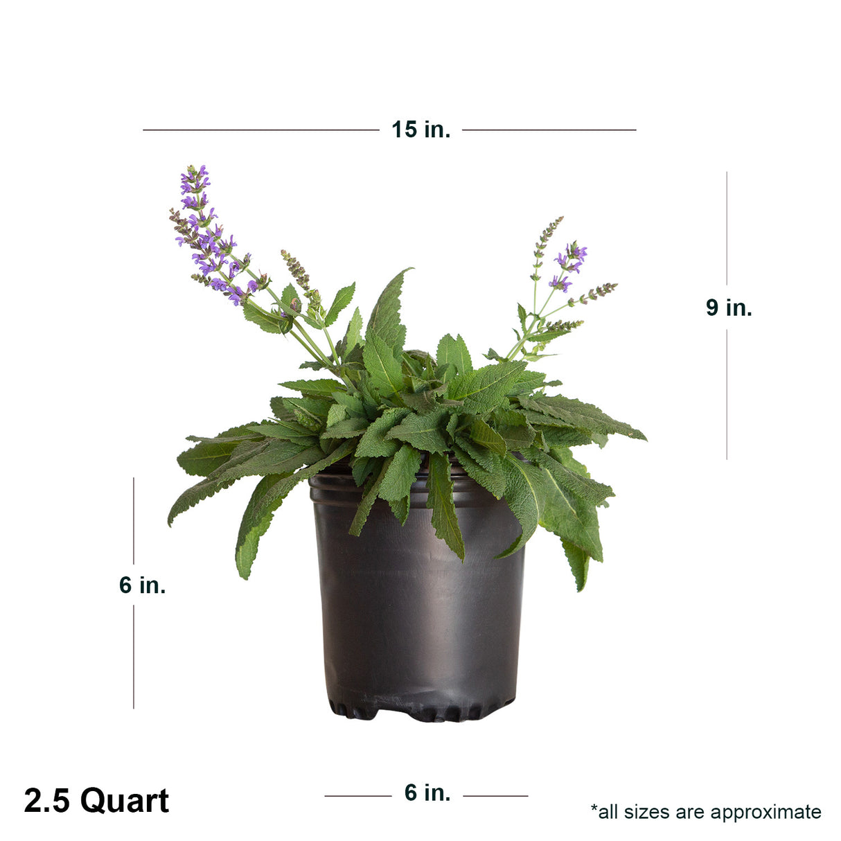 2.5 Quart May night Salvia in black container showing dimensions.