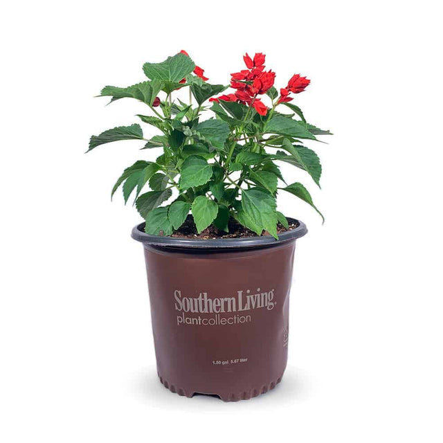 2 Gallon Saucy Red Salvia for sale with red flowers and green leaves in a brown Southern Living Plant Collection pot on a white background