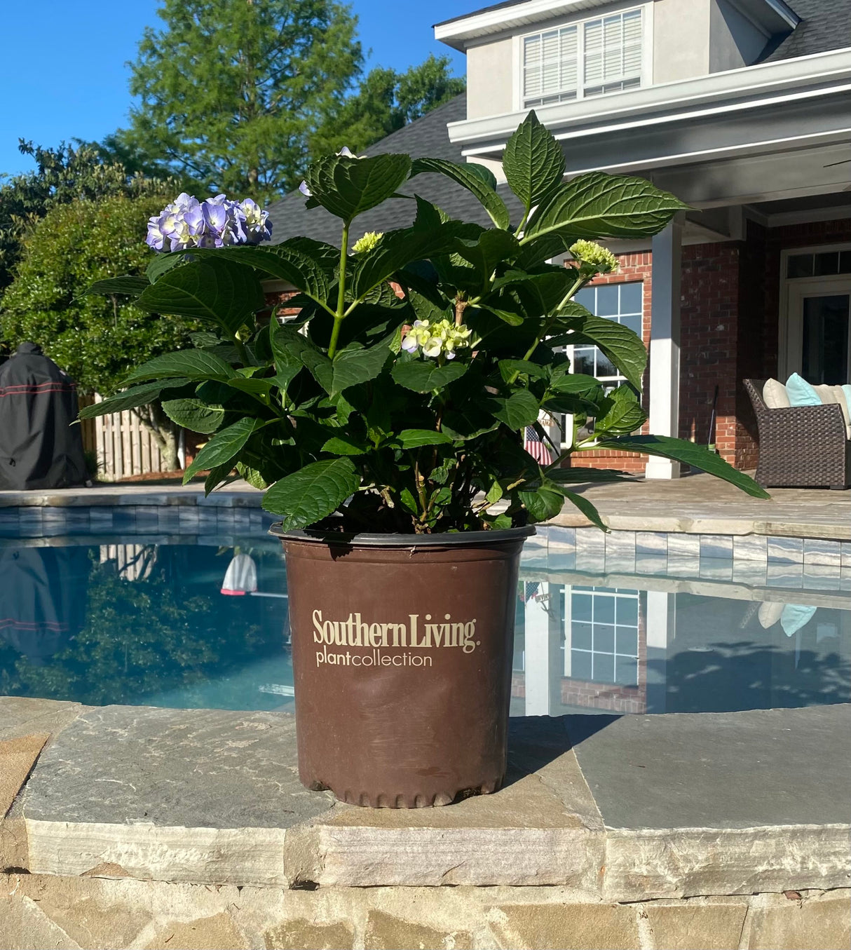 Dear Dolores hydrangea in a southern living plant collection pot on the stone edge of a pool in front of a house