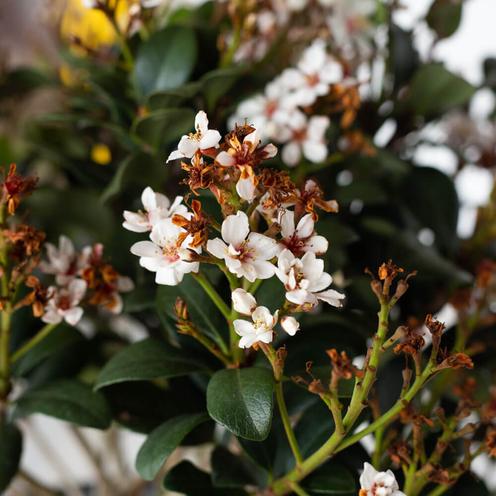 spring sonata indian hawthorn for sale with white flower clusters and evergreen foliage 
