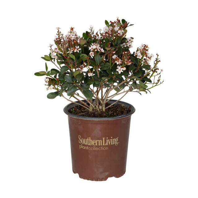 spring sonata indian hawthorne with white and pink flowers and dark green foliage in a Southern Living Plant Collection pot on a white background