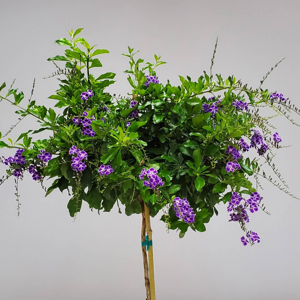 Duranta Tree with purple flowers and green foliage with a white background