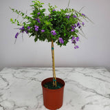 Duranta Tree with purple flowers and green foliage with a single trunk in an orange nursery pot on a marble table with a white background