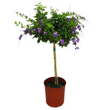 Duranta Tree with purple flowers and green foliage with a single trunk in an orange nursery pot on a white background