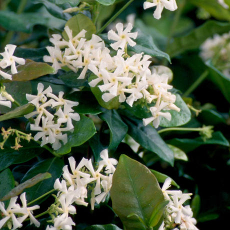 fragrant white flowers in clusters in front of glossy green foliage on the star jasmine vine