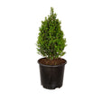 Steeds holly for sale in pyramid form in a black pot on a white background