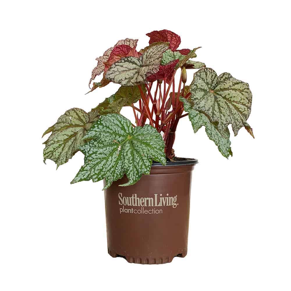 Sterling Moon Begonia with purple stems and green variegated foliage in a brown Southern Living Plant Collection pot on a white background