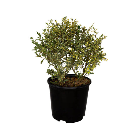 2.5 Gallon Variegated Privet for sale with variegated yellow and green variegated leaves in a black nursery pot on a white background