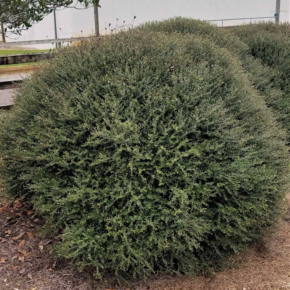 yaupon bordeaux holly for sale in the landscape, round habit with small leaves