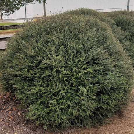 yaupon bordeaux holly for sale in the landscape, round habit with small leaves