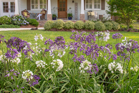 Purple and white agapanthus plants in front of a cottage style house