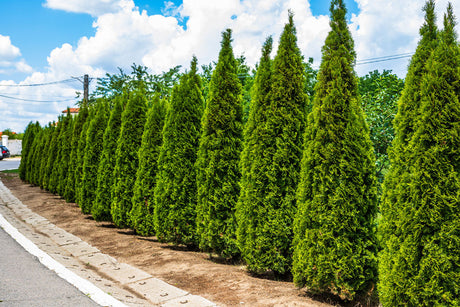 Arborvitae Tree in a hedge row used as a privacy planting