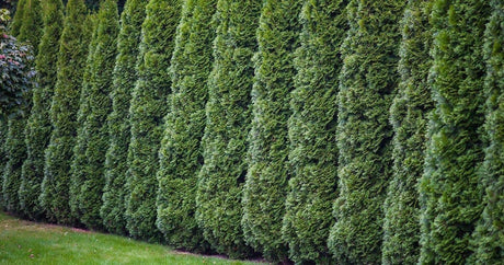 arborvitae trees as tall natural privacy hedge 