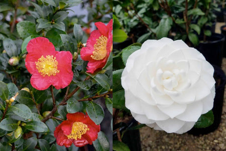 Camellia yuletide sasanqua and camellia seafoam japonica