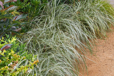 weeping carex grass with variegated green and white foliage planted at the base of a shrub along a gravel walking path