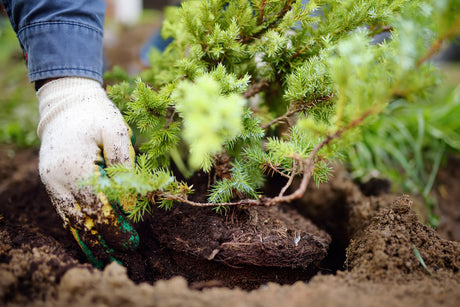gloved hand planting a juniper shrub in the ground during the fall season