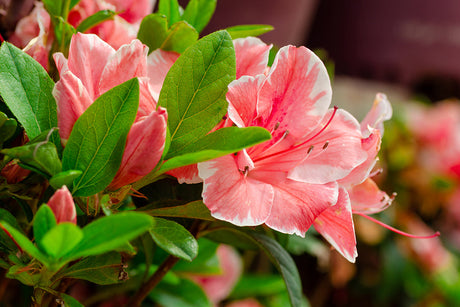 Autumn Sunburst Azalea Banner