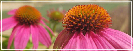 flowerering perennials post - banner image of pink cone flowers