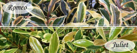 romeo and juliet variegated cleyera shrub