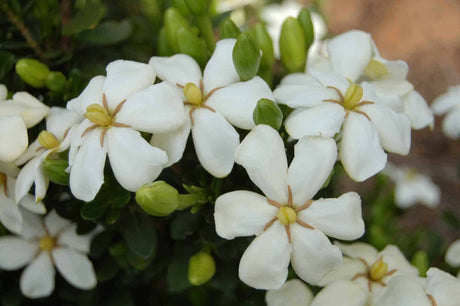 Heaven Scent Gardenia