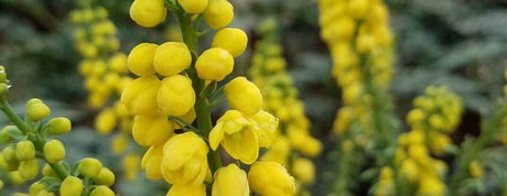 Yellow blooms on the shade loving mahonia plant