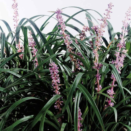 Liriope Plants