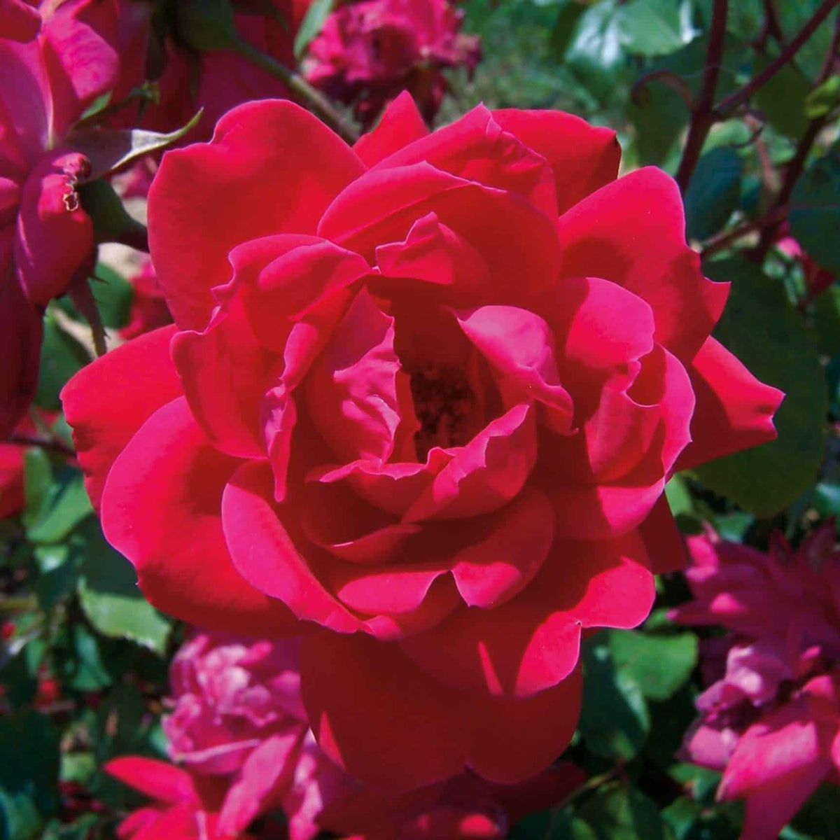 Rose Bushes For Sale | Order Online – Plants by Mail