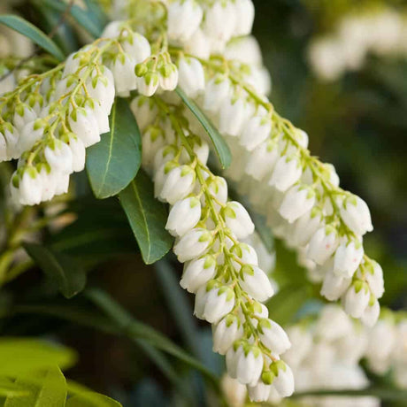 Pieris Japonica