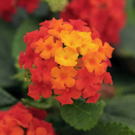 Lantanas