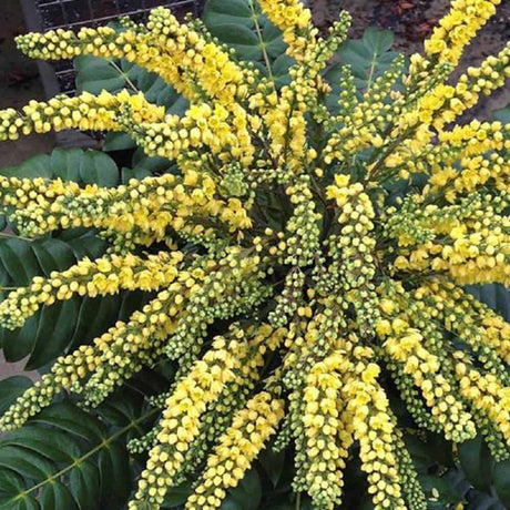 Mahonia