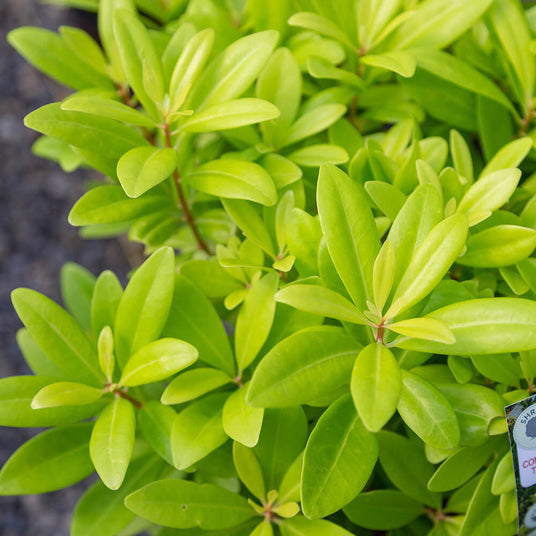 Florida Sunshine Illicium