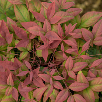 Nandina_Blush_Pink_foliage