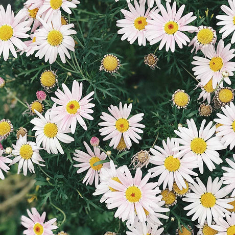 Oxeye-daisies-blooming