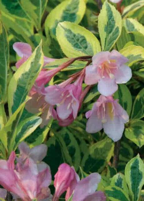 Rainbow Sensation® Weigela