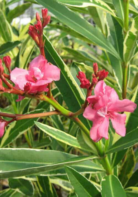 Twist of Pink™ Oleander