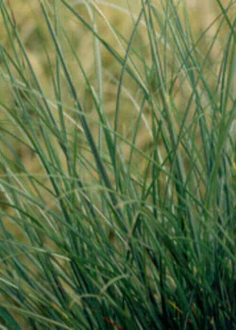 Adagio Miscanthus Grass