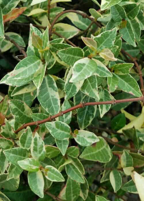 Variegated Jasmine Asiatic | 2.5 Qt. pot