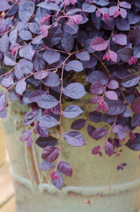 purple loropetalum closeup