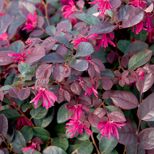 Closeup of loropetalum foliage and bright pink flower ribbons