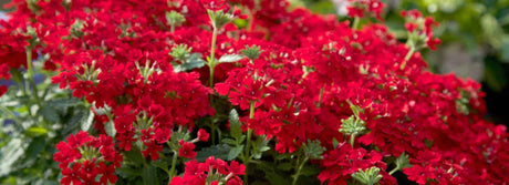 red endurascape verbena banner