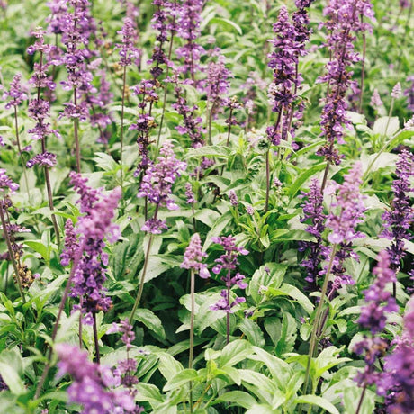salvia-blooms-and-foliage